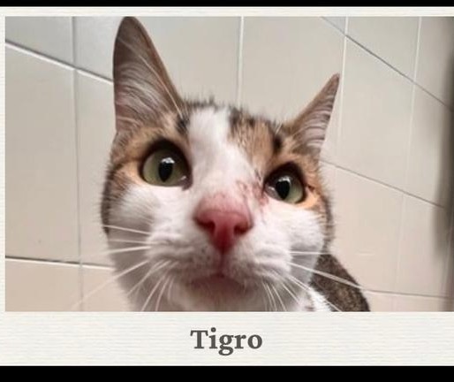Tigro - Fundación Catmanía Colombia
